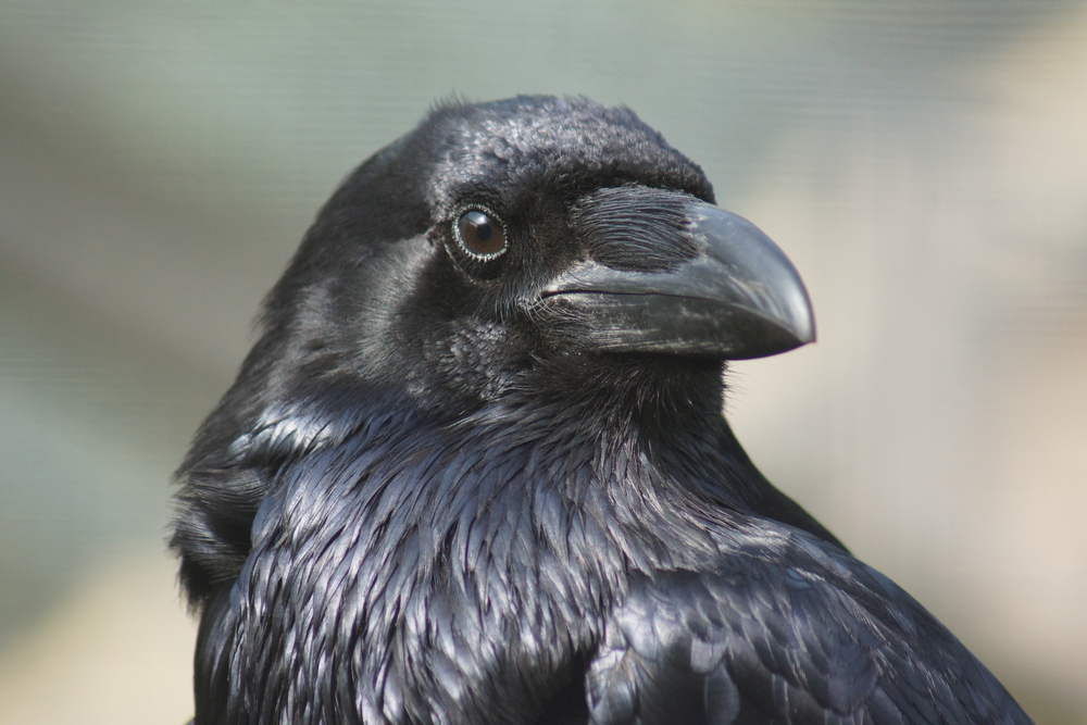 Simbolismo do corvo celta (10 principais significados)