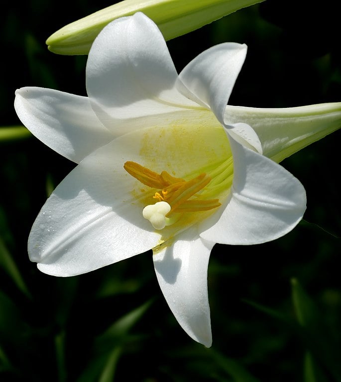 Top 7 flores que simbolizam a pureza