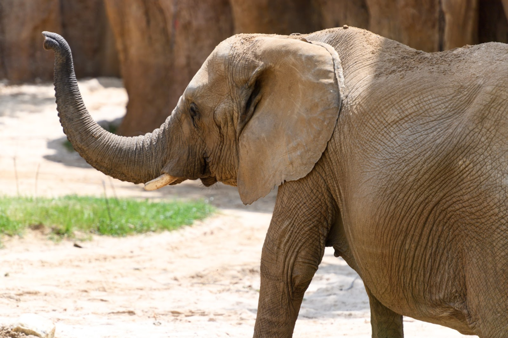 O simbolismo de um elefante com a tromba para cima