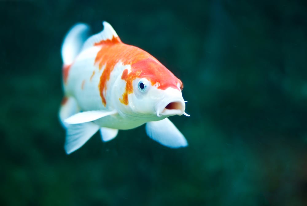 Συμβολισμός ψαριών Koi (Top 8 Σημασίες)
