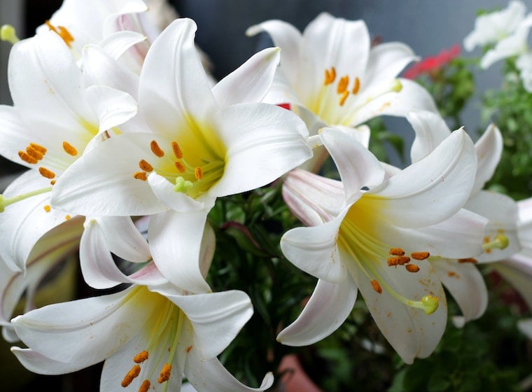 Top 10 Λουλούδια που συμβολίζουν την απώλεια