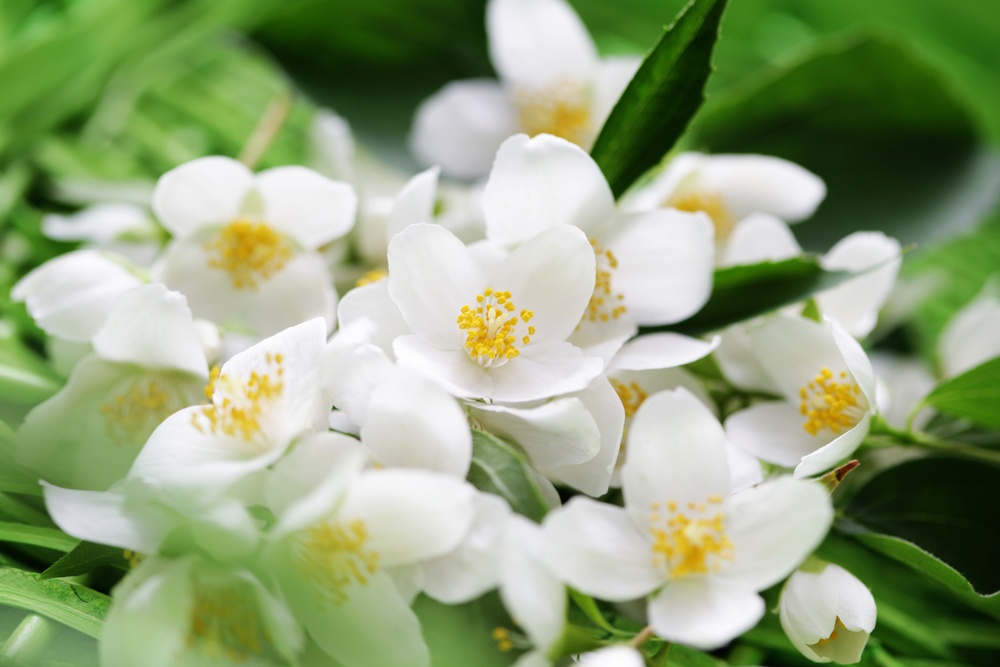 Top 9 λουλούδια που συμβολίζουν τη θεραπεία