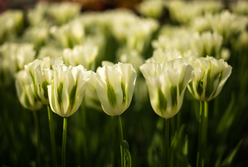 Top 10 λουλούδια που συμβολίζουν τη συγχώρεση